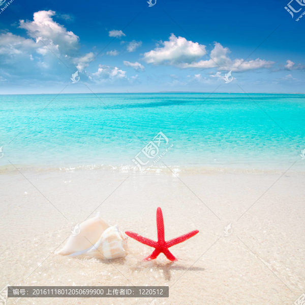 海星在熱帶海灘的貝殼