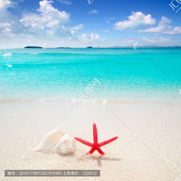 海星在熱帶海灘的貝殼