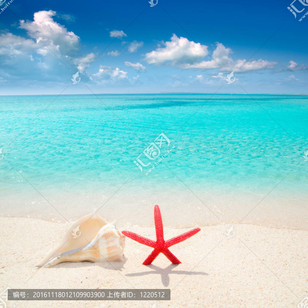 海星在熱帶海灘的貝殼