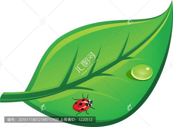 瓢蟲(chóng)在葉