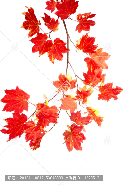鮮艷的紅秋天樹葉的樹枝