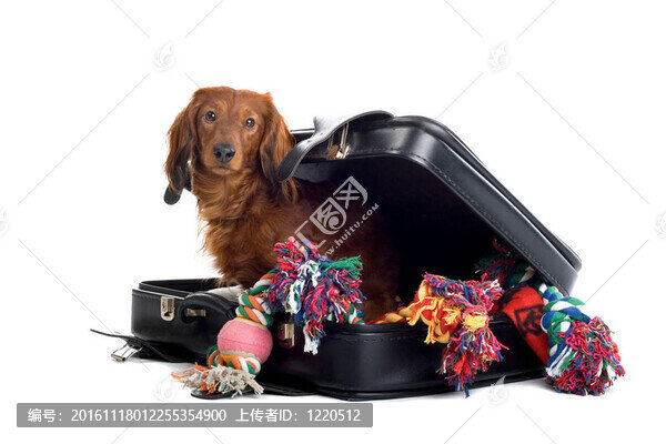 狗在手提箱-匯圖網(wǎng) www.fosd68.com 狗在手提箱