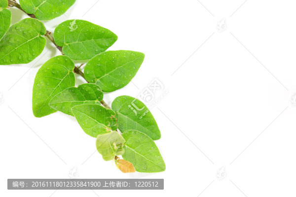 白色背景下的綠葉