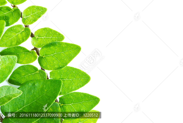 白色背景下的綠葉