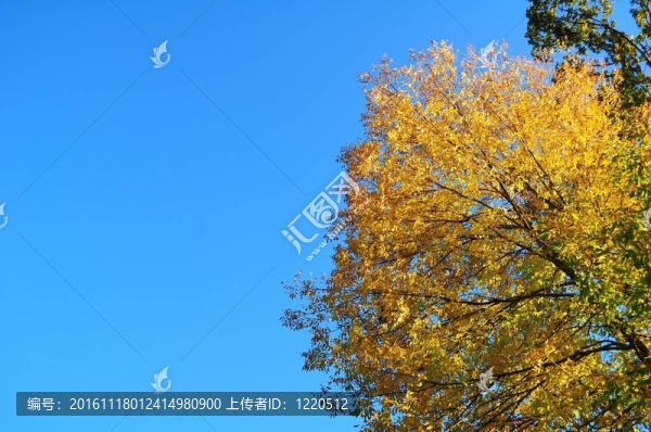 藍色的天空和秋天的顏色