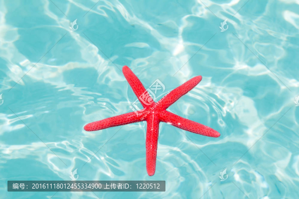紅海星漂浮在完美的熱帶海洋