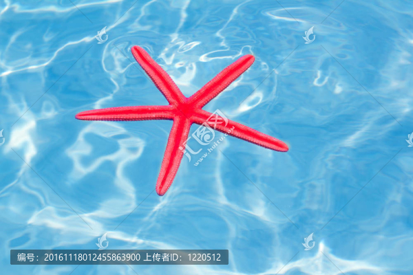 紅海星漂浮在完美的熱帶海洋