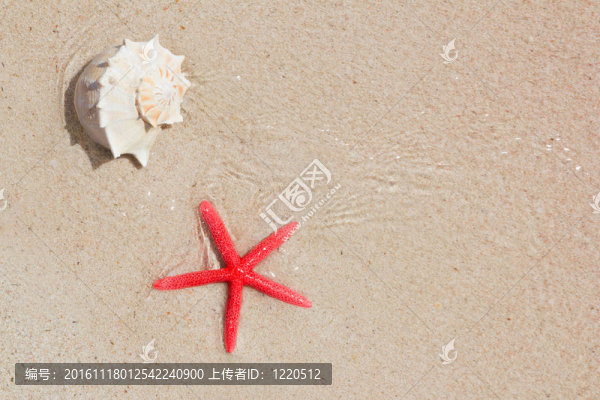 在白沙海灘的貝殼和海星