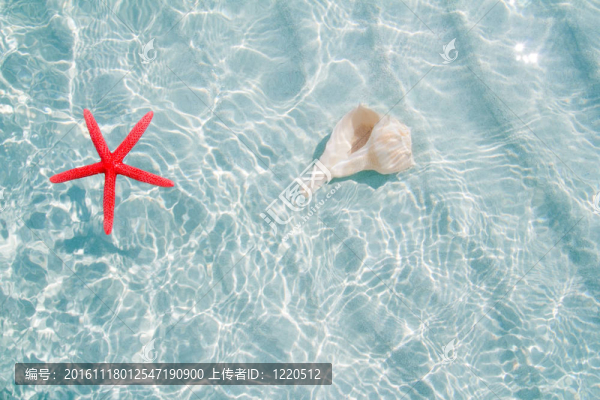 在清理白沙海灘海星和貝殼