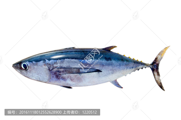 長(zhǎng)鰭金槍魚鮪魚分離