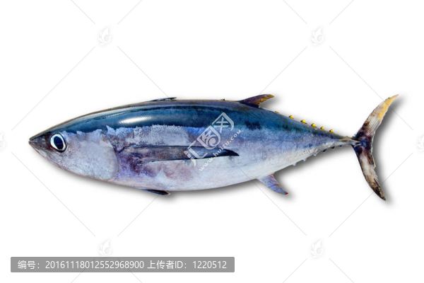 長鰭金槍魚鮪魚分離