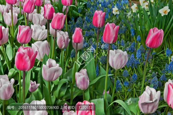 柔和的顏色的郁金香和葡萄風(fēng)信子花園