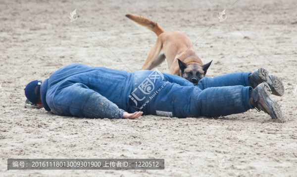 警犬