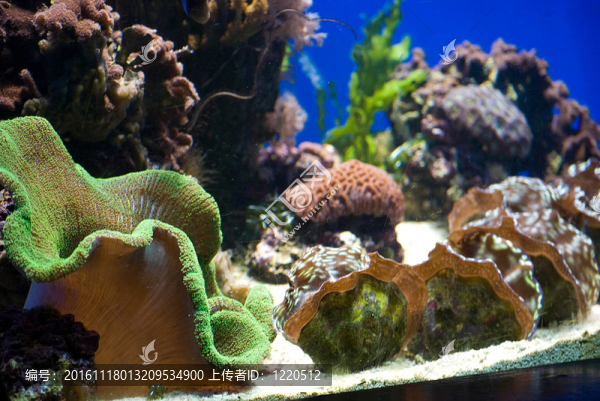 魚類和珊瑚的水族館