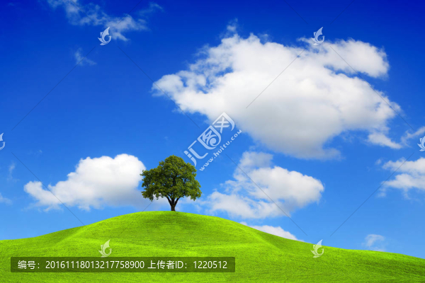 頂上的樹