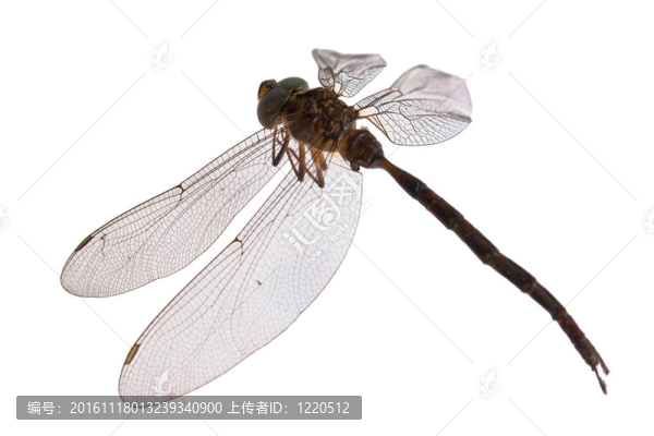 白蜻蜓隔離