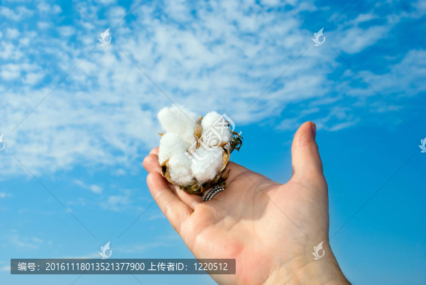 開棉花