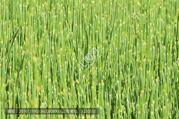 草