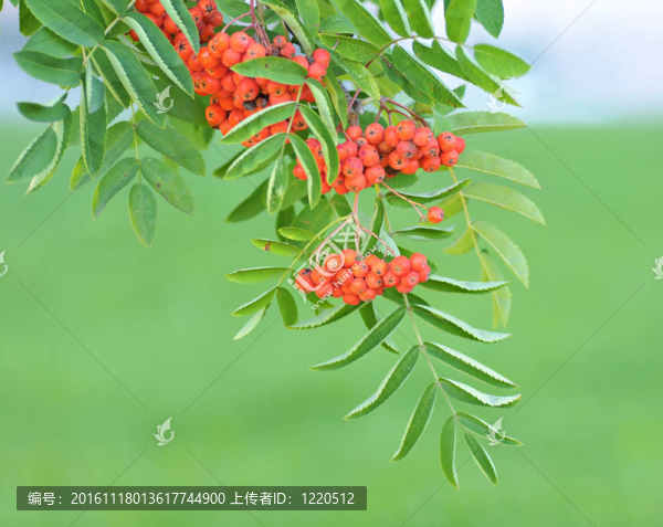 花楸