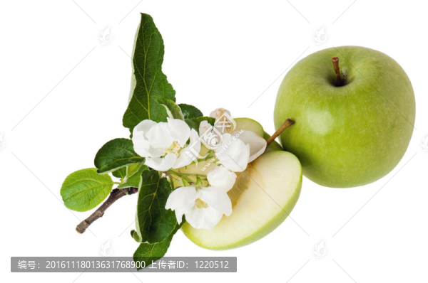 青蘋果開花枝