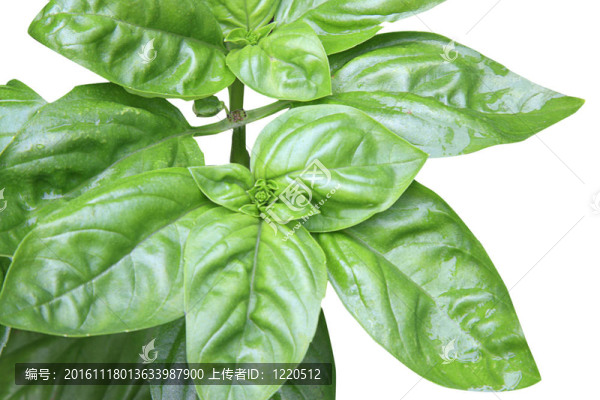 羅勒植物