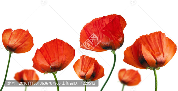 紅罌粟雨后