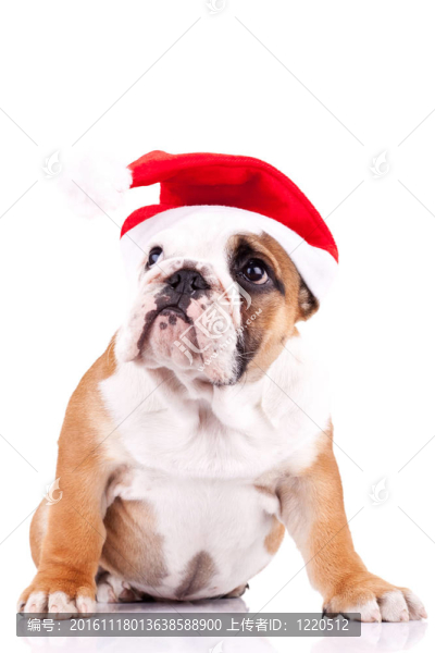 可愛的圣誕老人的英國斗牛犬