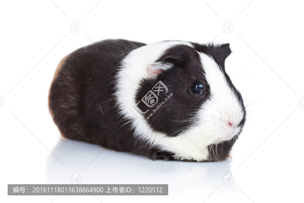 可愛的豚鼠