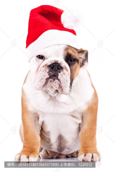 可疑的圣誕英語斗牛犬