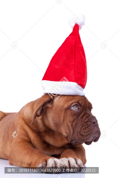 波爾多獒犬的小狗和一個(gè)圣誕帽
