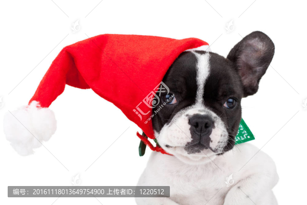 可愛的法國斗牛犬戴圣誕帽