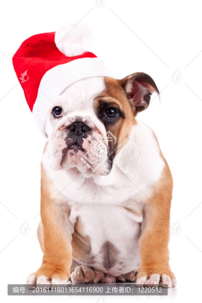 圣誕英語斗牛犬坐