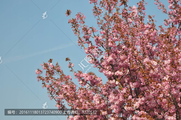 櫻花