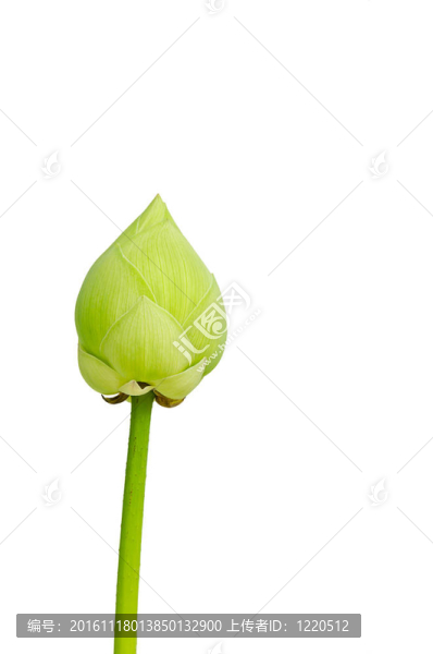 白色背景下綠色蓮花的封閉。