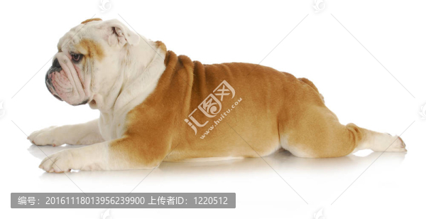 斗牛犬放下