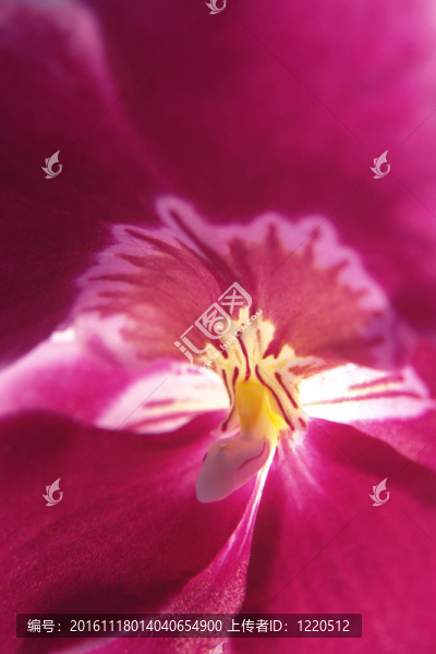 紫蘭花