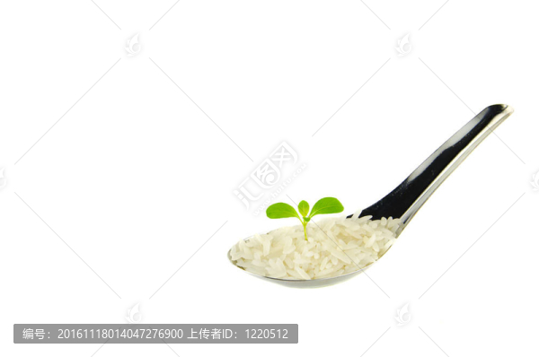 在白色背景上分離水稻的綠色植物。