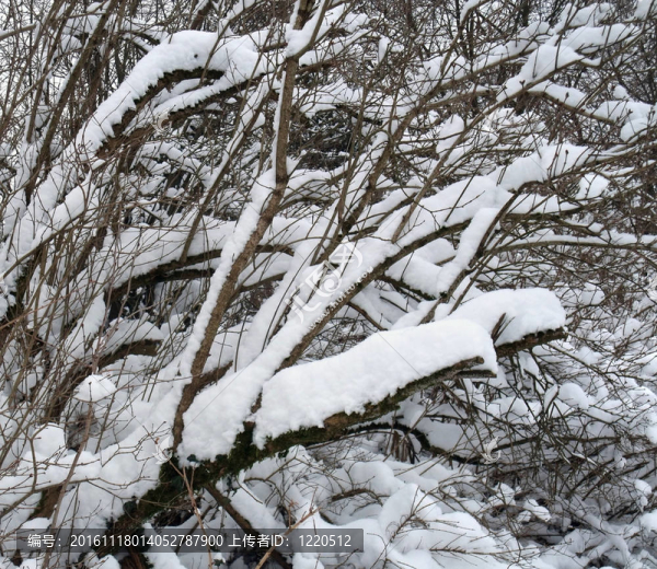 冰雪覆蓋的樹枝