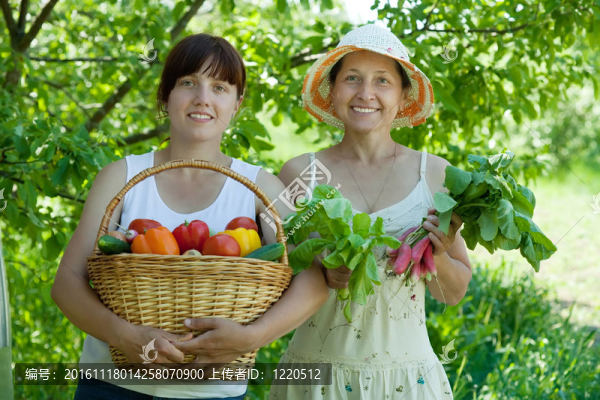 兩個(gè)蔬菜收獲的婦女