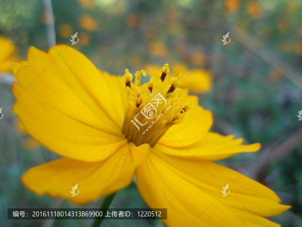 黃波斯菊