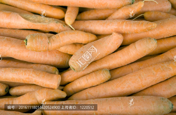 大量新鮮胡蘿卜