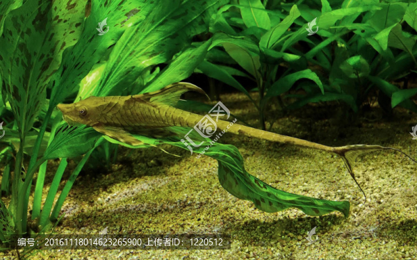 鞭尾鯰魚