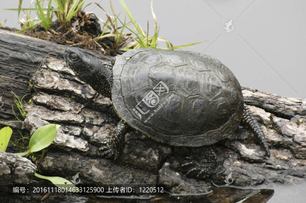 歐洲池龜