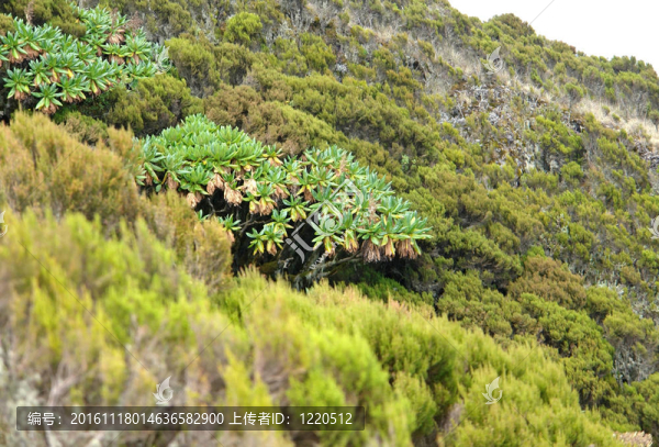穆哈武拉火山周圍的植被