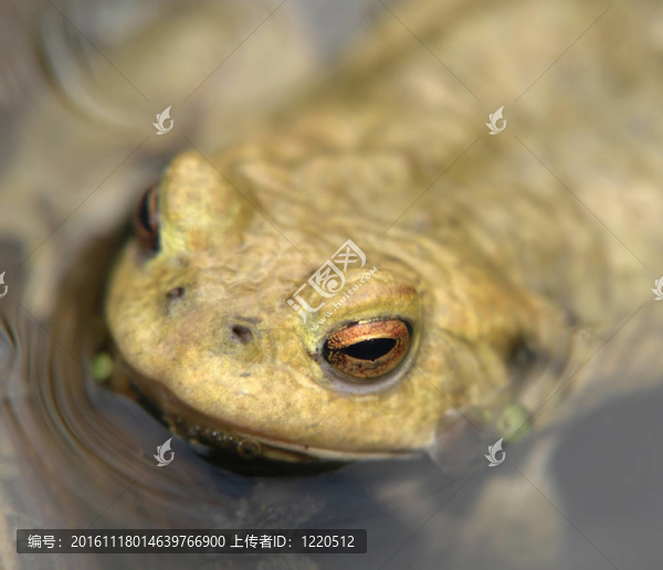 蟾蜍的肖像