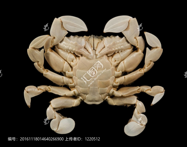 月亮蟹的底面