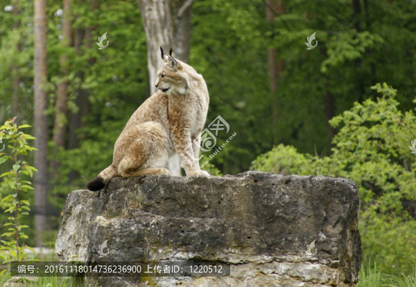 歐亞的一種巖石形成-匯圖網(wǎng) www.fosd68.com 歐亞的一種巖石形成