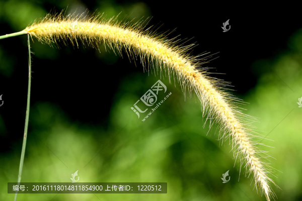 金色的草
