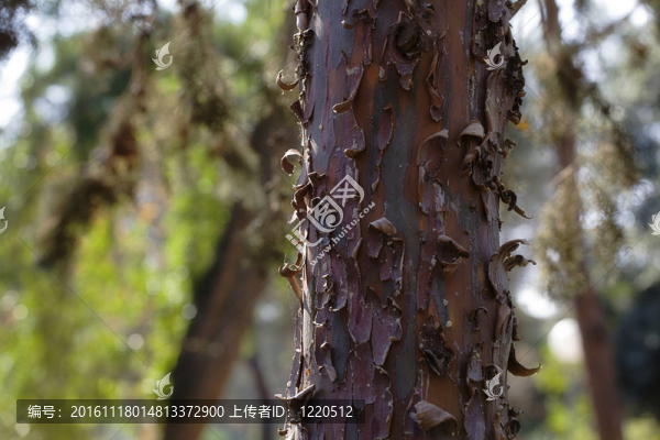 樹(shù)的秋天細(xì)節(jié)