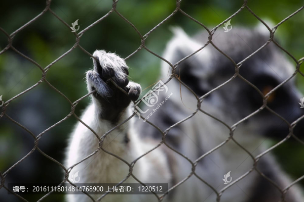 在欄桿的狐猴